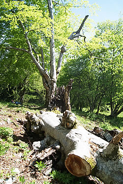 Bözingenberg - Alte Buchen am Weg