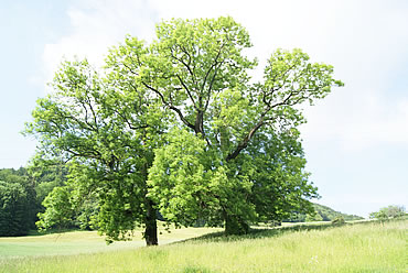Wisenberg - Eschen beim Hof Mapprach