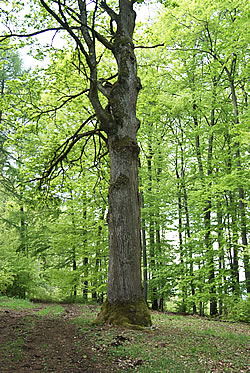 Die Gsägneti Eich