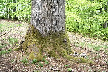 Gsägneti Eich - Bemooster Baumfuss