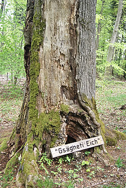 Gsägneti Eich