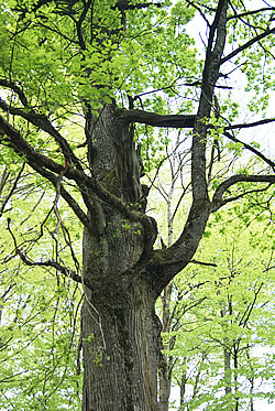 Gsägneti Eich - Blick in die Krone