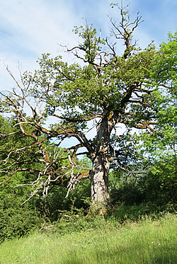 Les Golats - Alte Eiche am Rande der Wytweide